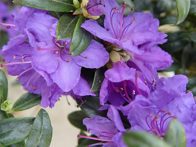Rhododendron X 'Blue Baron' (Rhododendron) Evergreen, bluish purple flowers, #2 - Size Container