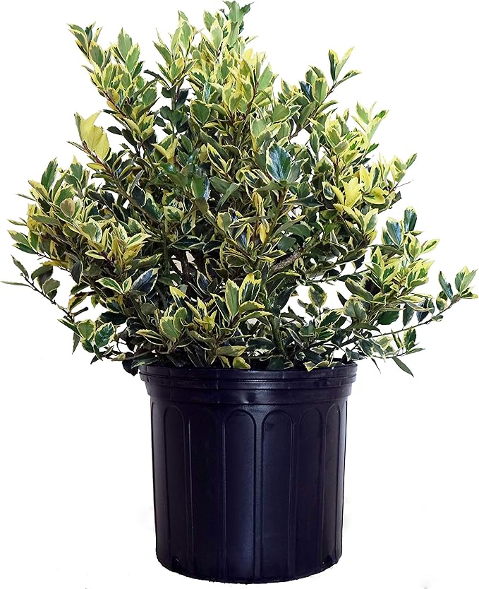 Ilex X meserveae 'Honey Maid' (Varigated Holly) Evergreen, yellow & blue/green varigated foliage, 3 - Size Container