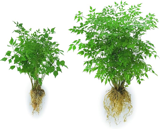 JCD-TP5 Transplant 5-Pound Pail