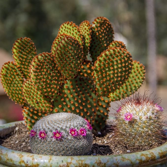Assorted Cactus Collection 2.5" 12 pack