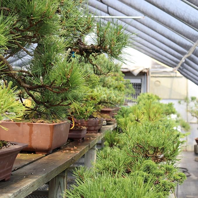 Tinyroots Conifer Bonsai Soil Blend – 2.25 Quarts - Formulated and Pre-Mixed for Junipers, Japanese Black Pines, White Pines, Cedar, Cypress and All Other Conifers