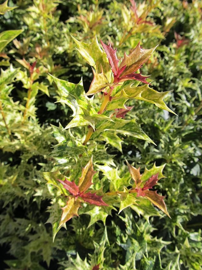 Osmanthus heterophyllus 'Goshiki' (False Holly) Evergreen, #1 - Size Container