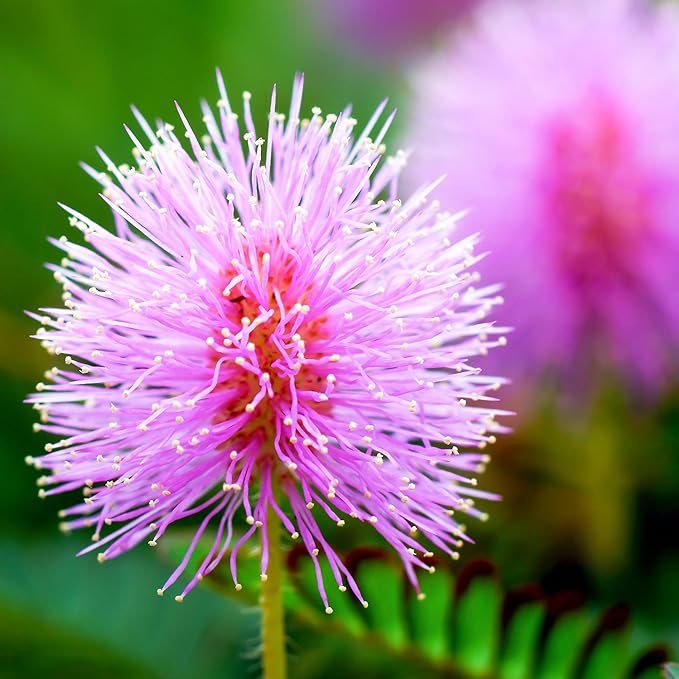 Outsidepride 2000 Seeds Annual Mimosa Pudica Sensitive Plant Flower Seeds for Planting