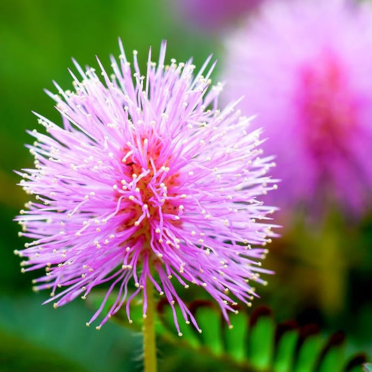 Outsidepride 2000 Seeds Annual Mimosa Pudica Sensitive Plant Flower Seeds for Planting