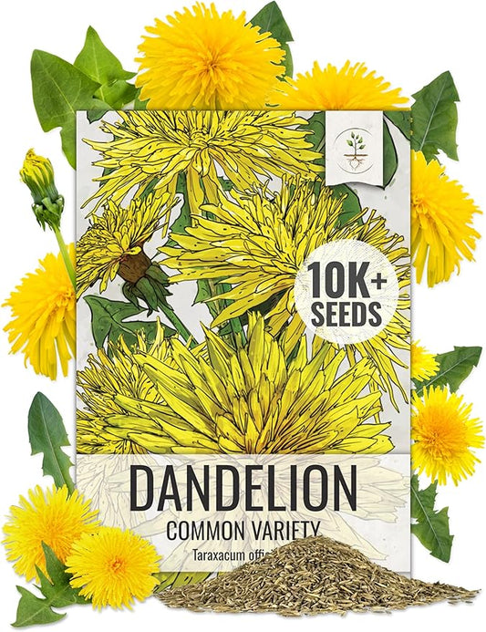 Seed Needs 10,000+ Common Dandelion Herb Seeds for Planting - Non-GMO, Heirloom & Untreated - Organically Grow a Home Grown Herb & Vegetable Garden (Bulk) Great for Salads