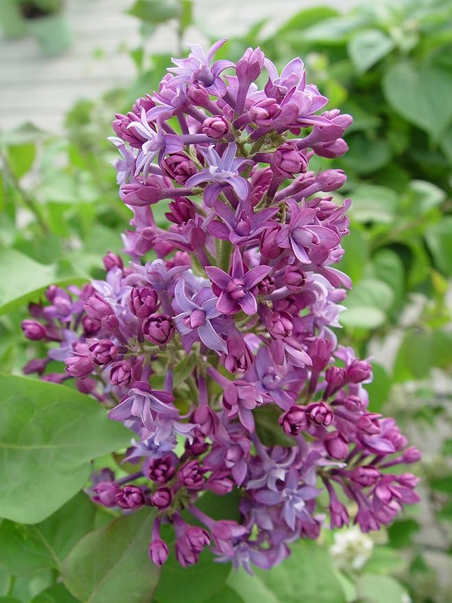 Syringa X hya. 'Royal Purple' (Lilac) Shrub, purple flowers, #3 - Size Container