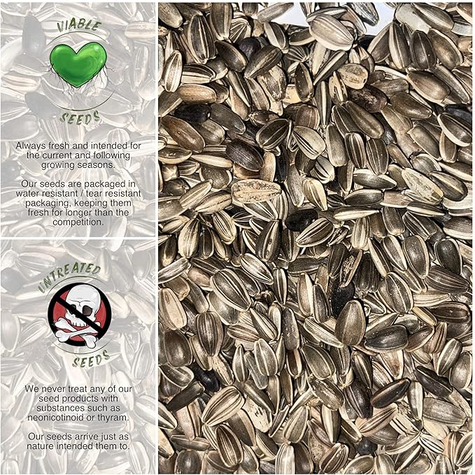 Seed Needs, Dwarf Sunspot Sunflower Seeds - 80 Heirloom Seeds for Planting Helianthus annuus - Attracts Butterflies & Pollinators, Grows 2 Feet Tall (2 Packs)