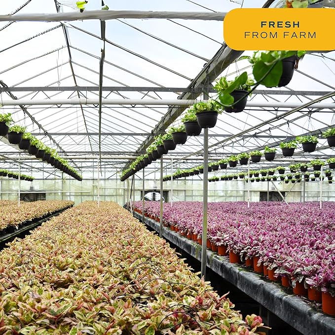 Costa Farms White Bird of Paradise, Live Indoor Plant in Nursery Plant Pot, Potting Soil Mix, Tropical Air Purifying Houseplant, Home and Office Decor, Unique Plant Gift, 3-4 Feet Tall