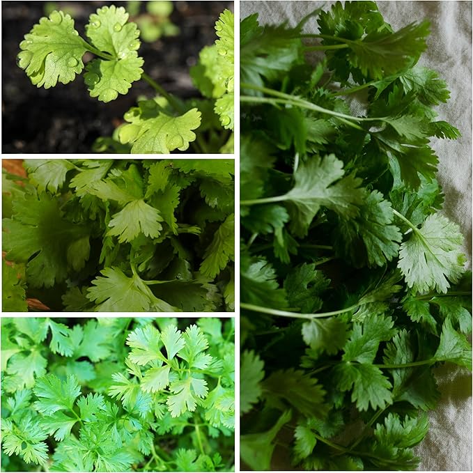 Seed Needs Cilantro Seeds for Planting Coriander Kitchen Herbs - Non-GMO, Heirloom & Untreated - Organically Grow a Home Grown Herb Garden Indoors or Outdoors (5 Packs)