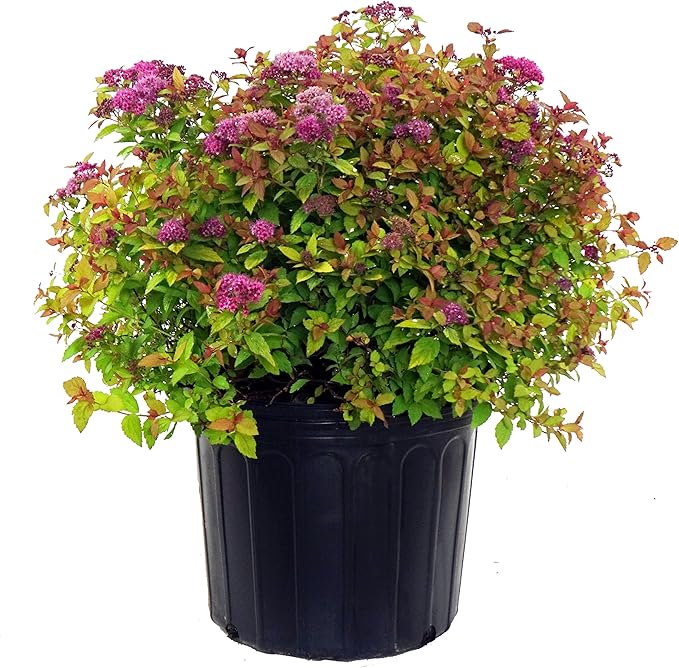 Spiraea jap. 'Magic Carpet' (Spirea) Shrub, #3 - Size Container