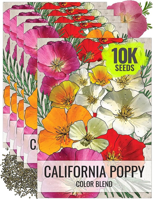 Seed Needs Mixed California Poppy Seeds for Planting - Heirloom & Open Pollinated Tender Perennial - Colorful Mixture of Flowers to Plant a Butterfly Garden (5 Packs)