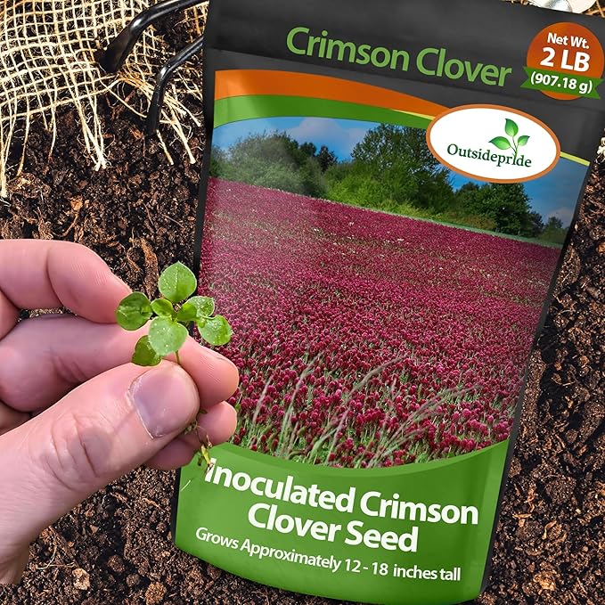 Outsidepride Crimson Clover Seeds - 2 lbs. Annual, Nitrocoated, & Inoculated Ground Cover Seeds, Ideal Clover Seed for Lawn, Cover Crop, Pasture, Hay, Green Manure & Wildlife Forage