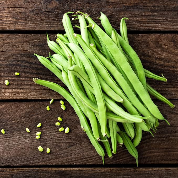 Park Seed Derby Green Bean Organic Bush Seeds, Pack of 100 Seeds
