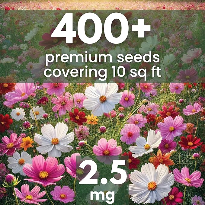 Crazy Cosmos Mix - Large 2,500mg Envelope - 300 Flower Seeds for Planting - Cosmos bipinnatus