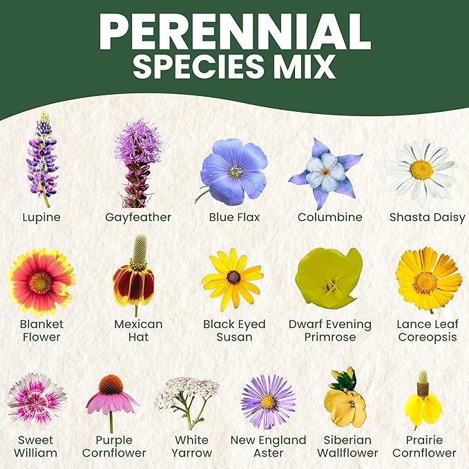 Perennial Species Mix - Large 2,500mg Envelope - 1,250 Flower Seeds for Planting - Wildflower Mix