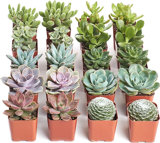 Shop Succulents Assorted Succulent Plant Pack Bulk Collection - Live Mini Succulent Plants, Low Maintenance, Mixture of Colors & Textures - Wedding and Party Favors, Gift & Garden, Pack of 20