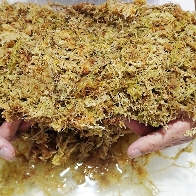 Sphagnum Moss 34QT for Plant Propagation, Great Orchid Potting Mix, Help with Maintain Humidity, 10oz