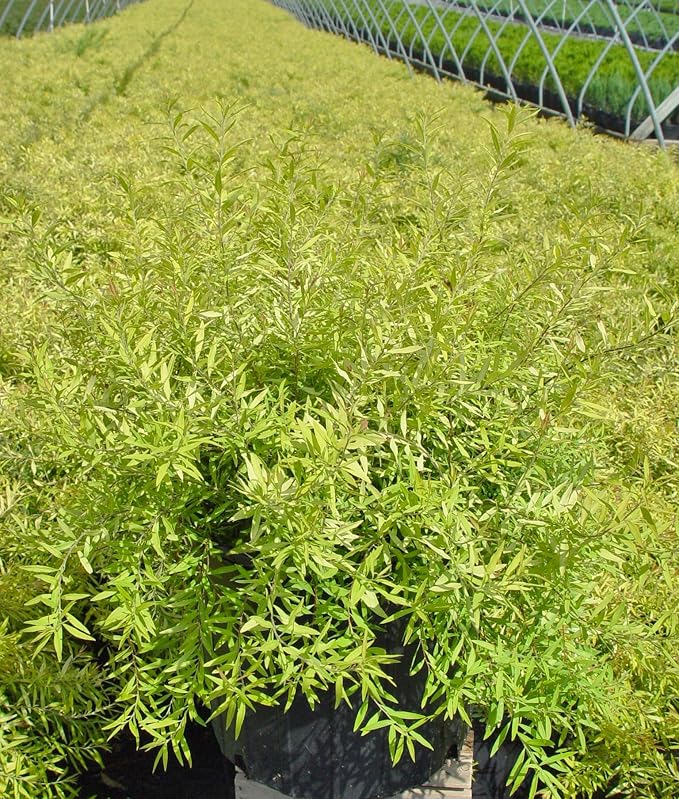 Spiraea thun. 'Ogon' (Mellow Yellow) (Spirea) Shrub, #3 - Size Container