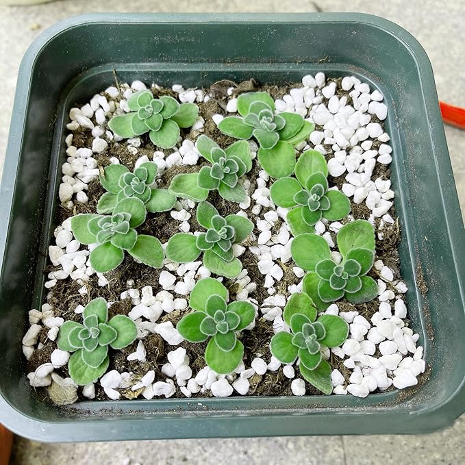 2 Quart Organic Perlite Horticultural Soil Amendment for Plants and Enhanced Drainage Enhanced Growth Organic Perlite Soil for Healthy Root Development