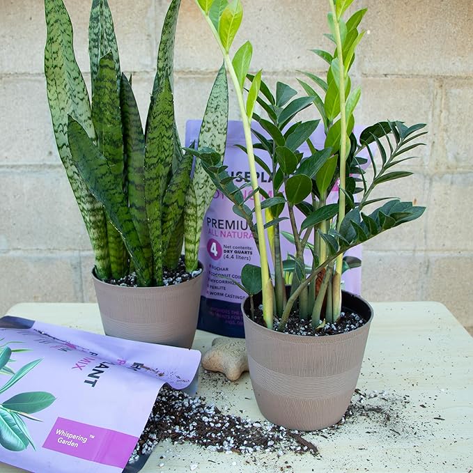 Premium Organic Indoor Houseplant Potting Soil Mix - Perfect for Pothos, Spider Plants, Fiddle Leaf Figs, Dracaenas, and Other House Plants! 4 quarts