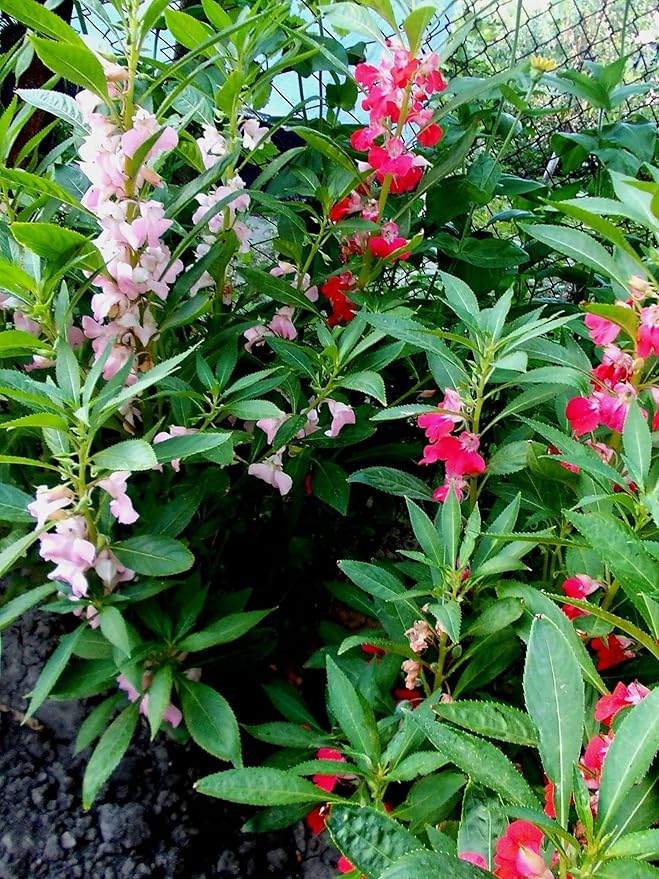 50+ Colorful Garden Balsam Impatient - Flower Mix
