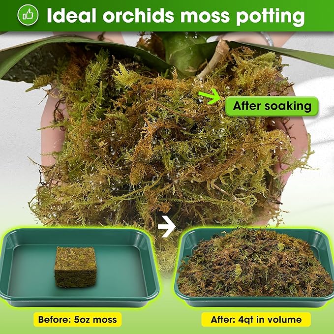 DUSPRO Dried Moss for Potted Plants, Forest Orchid Moss for Potting Mix, Sphagnum Potting Moss for Plants Indoor, Real Moss Soil Cover for Houseplant (5 OZ)