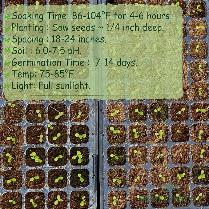 Egyptian Spinach (Molokhia) Seeds – 3000+ Non-GMO, High-Yielding Saluyot Vegetable Seeds for Planting – High Germination Rate, Heirloom Variety – USA (Molokhia)