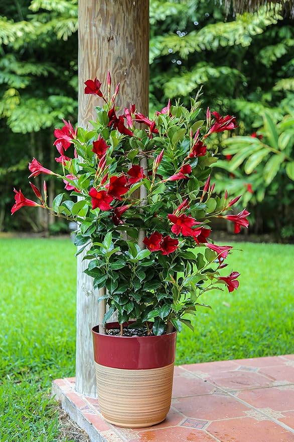 Costa Farms Premium Flowering Mandevilla Trellis, 30" Tall, Grower's Choice Bloom Color