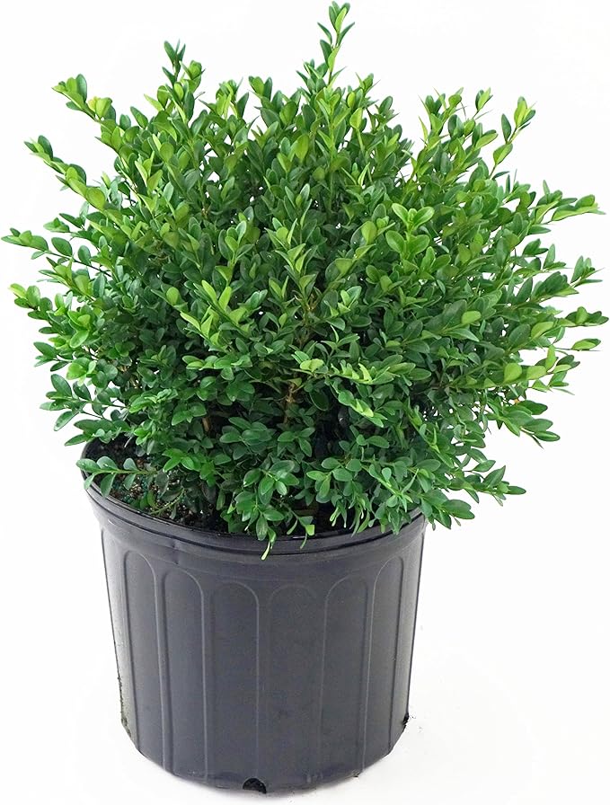 Buxus micro. jap. 'Green Velvet' (Boxwood) Evergreen, #3 - Size Container