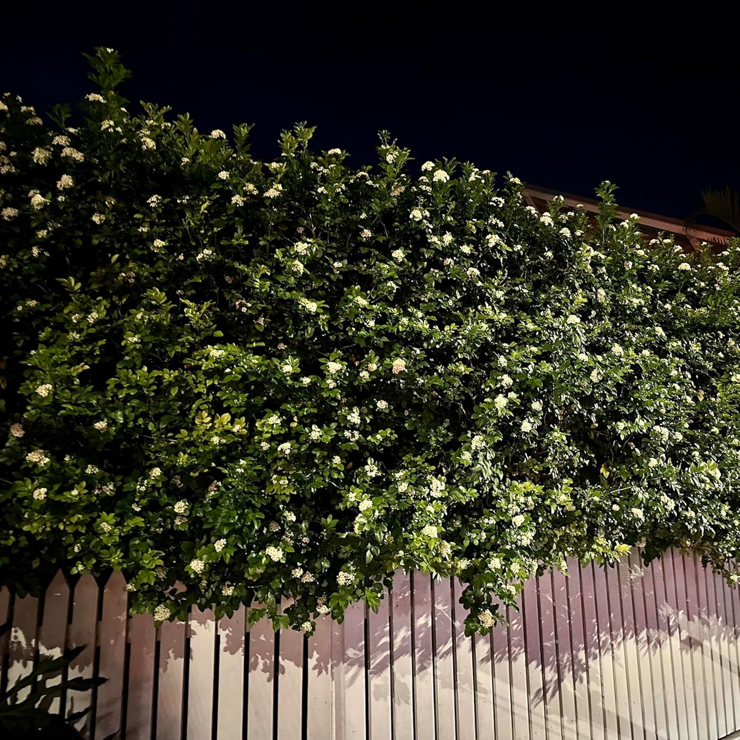 Night Blooming Jasmine Live Plant - Cestrum Nocturnum. Fragrant Flowering Shrub for Garden, Patio or Window (4 ngt.jas sacs)