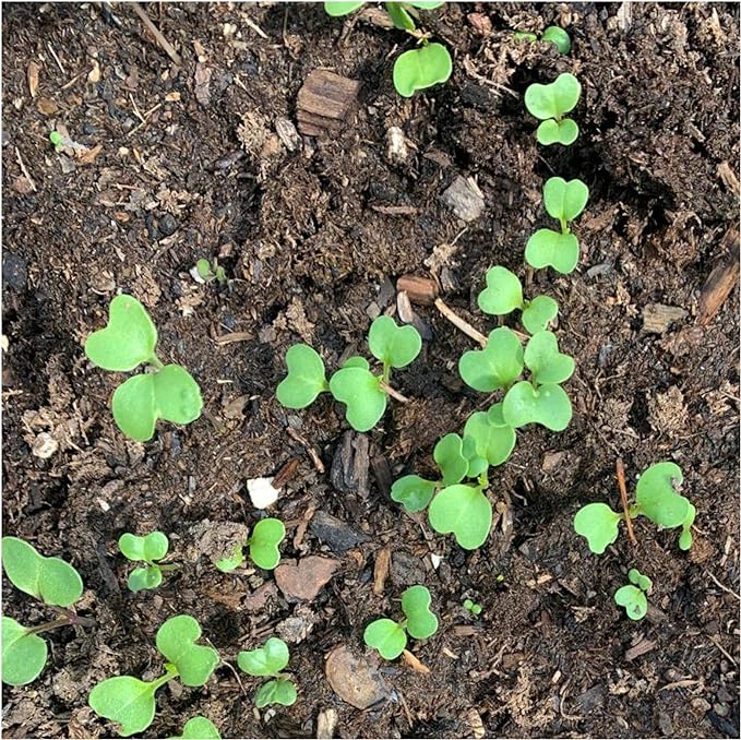 Seed Needs Watercress Seeds for Planting - Non-GMO, Heirloom & Untreated - Organically Grow Your own Culinary Herb Garden Indoors or Outdoors (2 Packs)