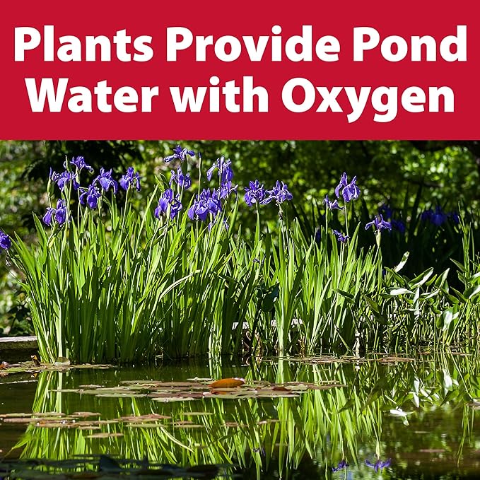 The Pond Guy Planting Tub Kit for Aquatic Plants with Soil & Media, Outdoor Water Garden Planter Pot for Lily, Lotus & Bog Plants, Large Tub Kit