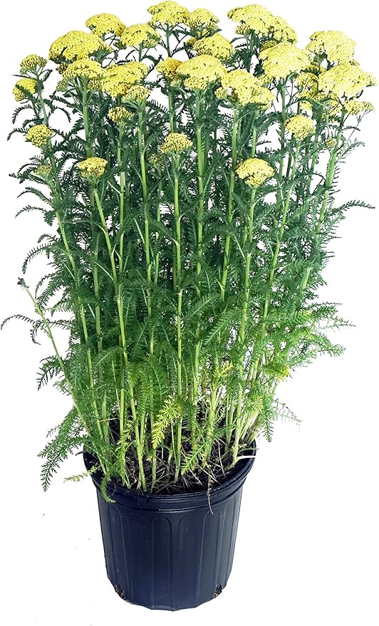 Achillea 'Sunny Seduction' (Yarrow) Perennial, yellow flowers, #2 - Size Container