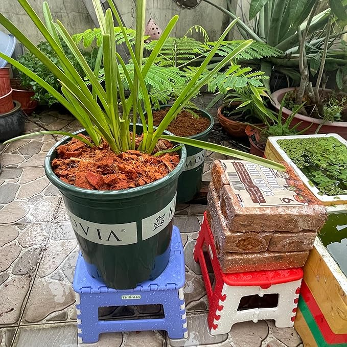 Coconut Chips 6 Pack - Coco Husk Chips for Plants & Reptiles, Coconut Husk Substrate for Gardening, Snake Bedding, Tortoise Habitat, Leopard Gecko Substrate, Reptile Bedding, and Reptisoil Alternative