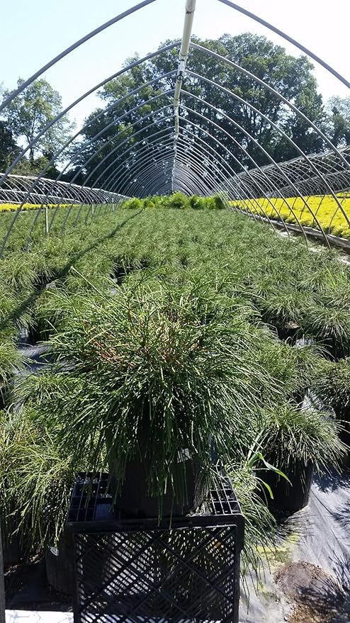 Thuja plicata 'Whipcord' (Western Arborvitae) Evergreen, #3 - Size Container