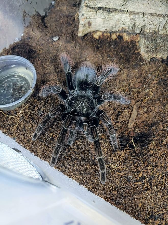 Josh's Frogs Coco Block Fine Coco Fiber (5 kg/38 quarts)