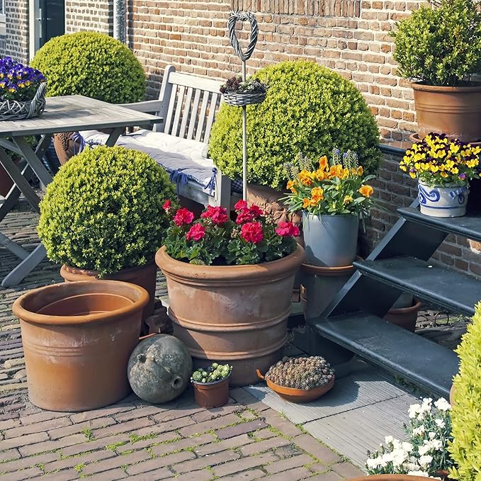 Durango Series Marigold Seeds – Red, 100 Seed Packet – Tagetes patula – Non-GMO, Open Pollinated – Perfect for Flower Gardening – High Germination Rate, Vibrant Red Blooms for Farm, Home, & Gardening