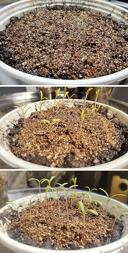 Organic Vermiculite Granules for Plants and Gardening (12 QT, Vermiculite)