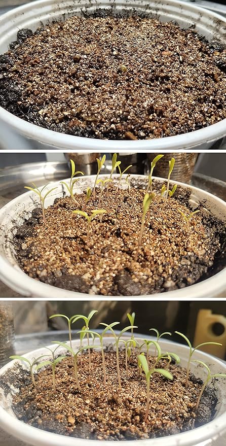 15QT Organic Vermiculite Granules for Plants and Gardening