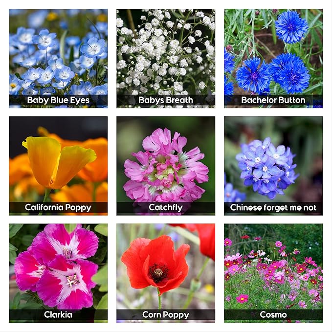 NatureZ Edge Wildflower Seeds, 1/2 lb, 340,000 Seeds, 35 Variety Perennial & Annual Flower Seeds to Plant Outside, Bulk Wildflower Seeds, Wild Flower, Semillas de Flores