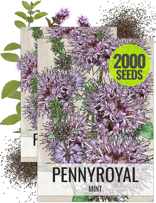 Seed Needs, Pennyroyal Mint Seeds - 1,000 Heirloom Seeds for Planting Mentha pulegium - Medicinal Herb Non-GMO & Untreated for Indoor/Outdoor Gardens (2 Packs)