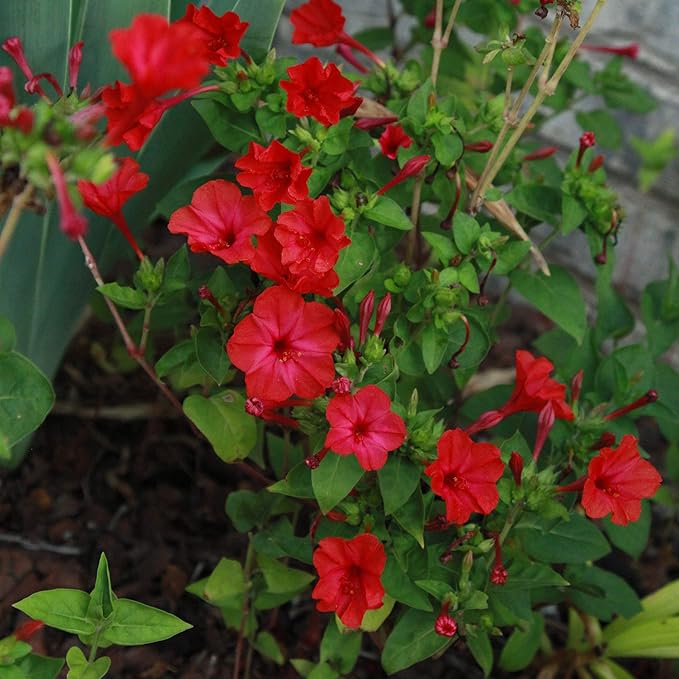 Outsidepride 1 lb. Perennial Mirabilis Jalapa Four O' Clock Red Flower Seeds for Planting