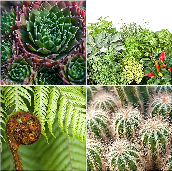 Coco Peat Perlite Potting Mix (12 Quarts), Loose Coconut Coir and Perlite