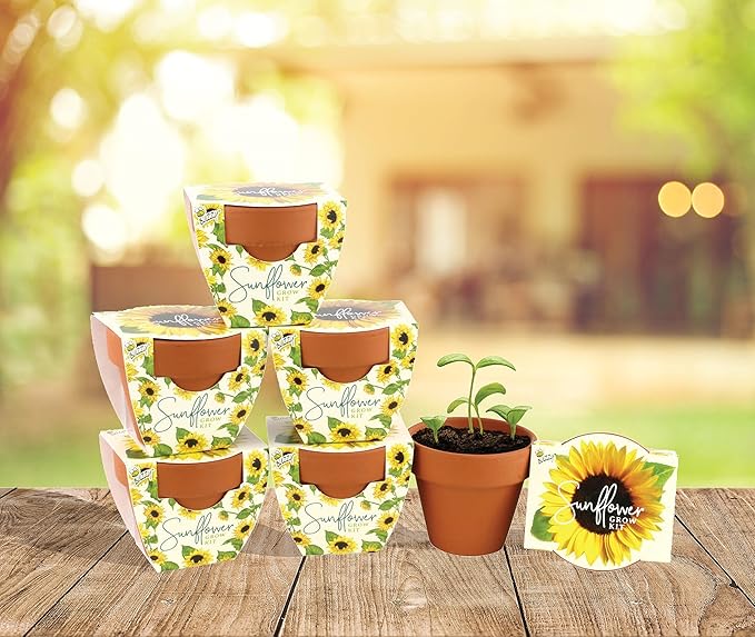 BUZZY Seeds Terracotta Mini Grow Pots | Herb, Plant, Flower Starter Kit for Kids & Adults | Mini Sunflower 6-Pack, Daydream Collection | Guaranteed to Grow | Best Indoor-Outdoor Gardening Gift