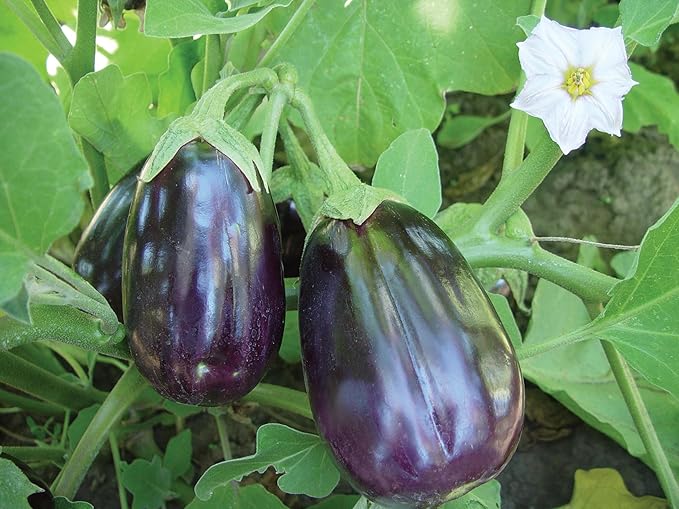 Burpee Black Beauty Eggplant Seeds 100 seeds