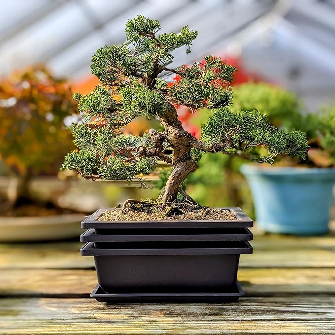 Bonsai Outlet Training Pots with Humidity Trays - Built in Mesh, Brown 8-Inch Large Planters + Made from Durable Shatter Proof Poly-Resin, Set of 3 Pot Set