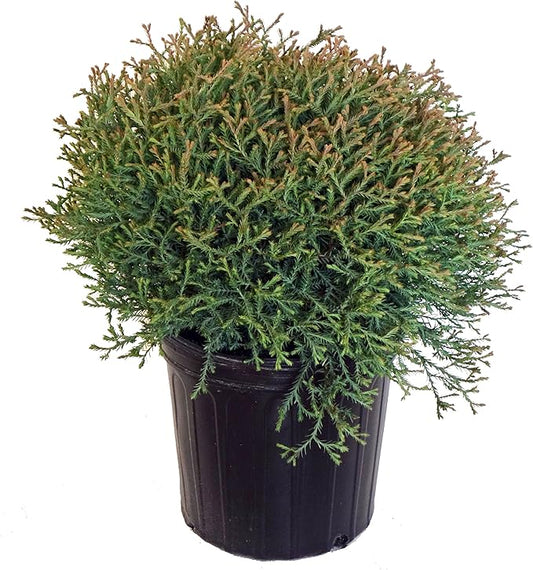 Thuja Mr. Bowling Ball (Arborvitae) Evergreen, #2 - Size Container