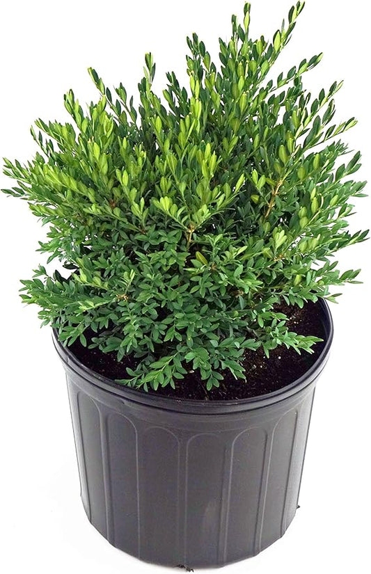 Buxus micro. jap. 'Green Gem' (Boxwood) Evergreen, #2 - Size Container