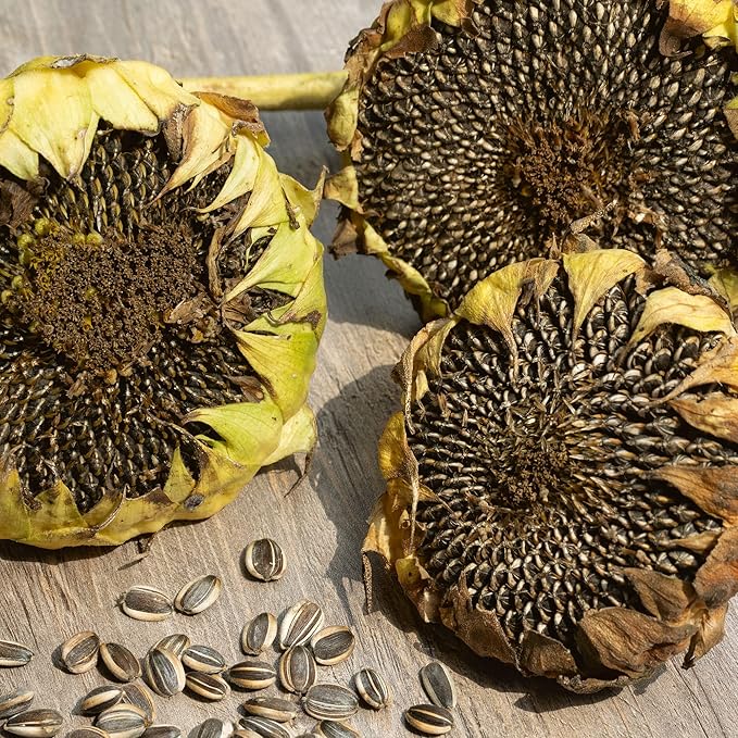 400+ Huge Organic Mammoth Grey Stripe Sunflower Seeds for Planting - Helianthus annuus - Attract Hummingbirds, Butterflies, Bees, & More - Large Flowers Produce Edible Seeds - Bulk Sun Flower Garden