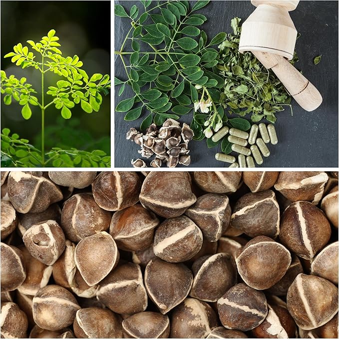 Moringa Seeds for Planting - 10 g Packet ~39+ Seeds - Grow Moringa Seeds to Eat - Moringa Plant Tree Seedlings - The Tree of Life, Moringa Oleifera